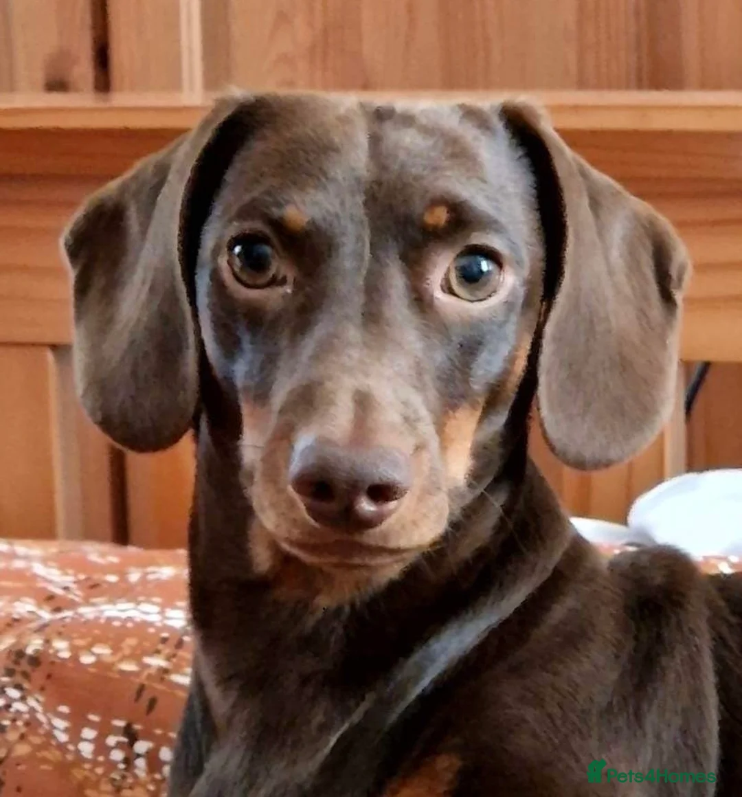 Miniature Dachshund dogs for stud: Chocolate and Tan Smooth Coat STUD  in Pontypridd - Advert 6