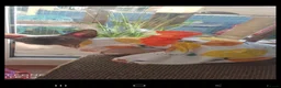 Sphynx cats for sale: Sphynx kittens - Advert 8