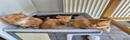 Mixed Breed cats for sale: Kittens Looking for Loving Homes - Advert 16