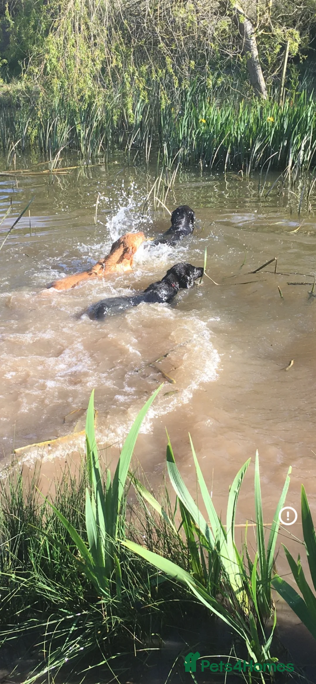 Labrador Retriever dogs for sale:  PEDIGREE FIELD TRIALS, WORKING OR PET PUPPIES  - Advert 6