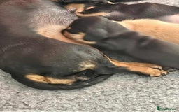 Miniature Dachshund dogs for sale: Miniature smooth haired dachshunds  - Image 8
