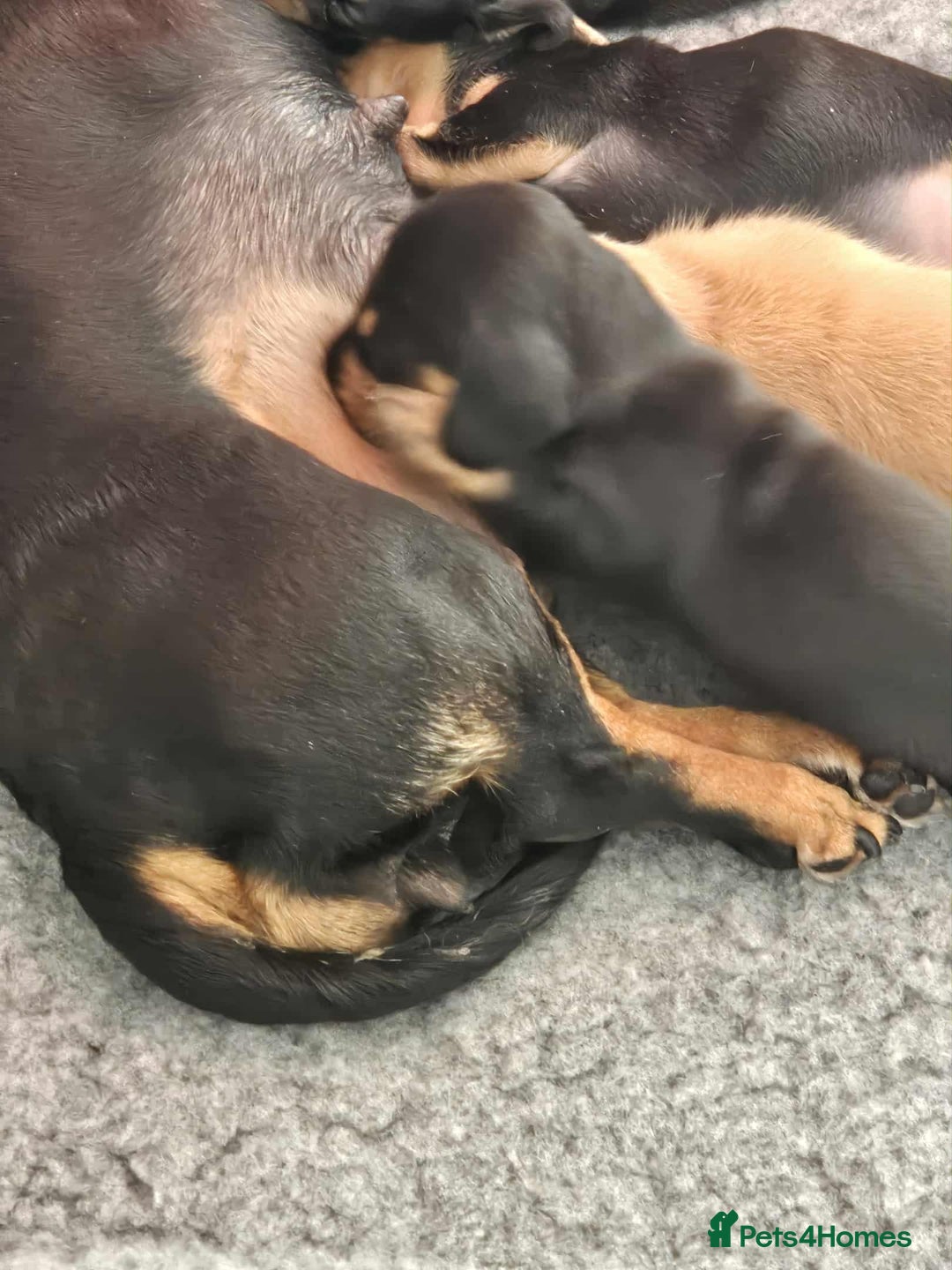 Miniature Dachshund dogs for sale: Miniature smooth haired dachshunds  - Image 8