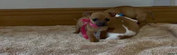 Jack Russell dogs for sale: Jack Russell puppies in Darwen - Advert 3