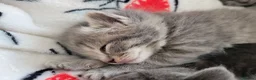 British Shorthair cats for sale: British shorthair kittens  - Advert 17