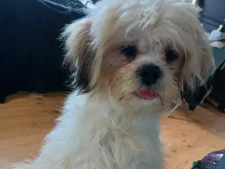 Mixed Breed dogs Beautiful little Lhasa Apso/Maltes puppies - Advert 6