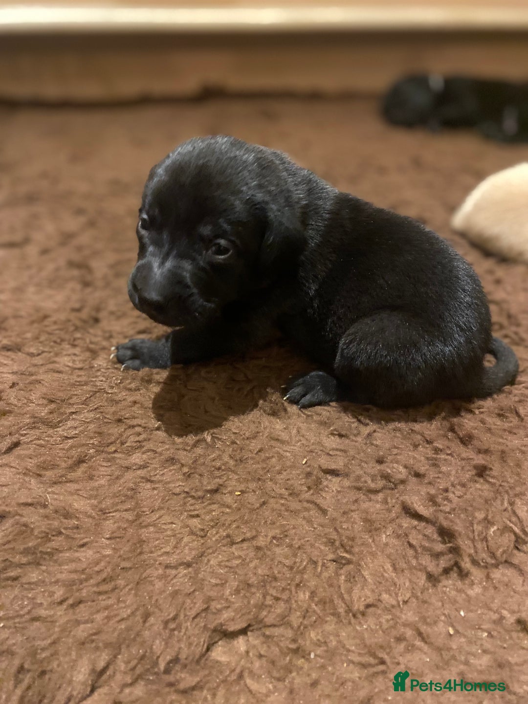Labrador Retriever dogs for sale: KC registered Labrador puppies - Advert 19