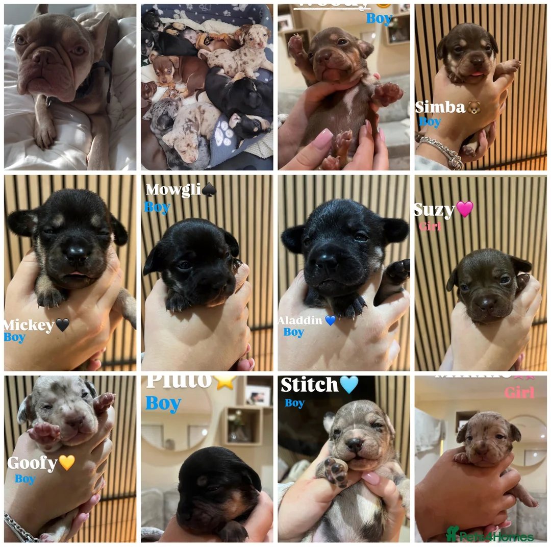 Mixed Breed dogs for sale: French Bull Weiners  - Advert 1