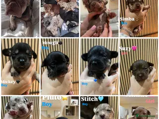 Mixed Breed dogs French Bull Weiners - Advert 1