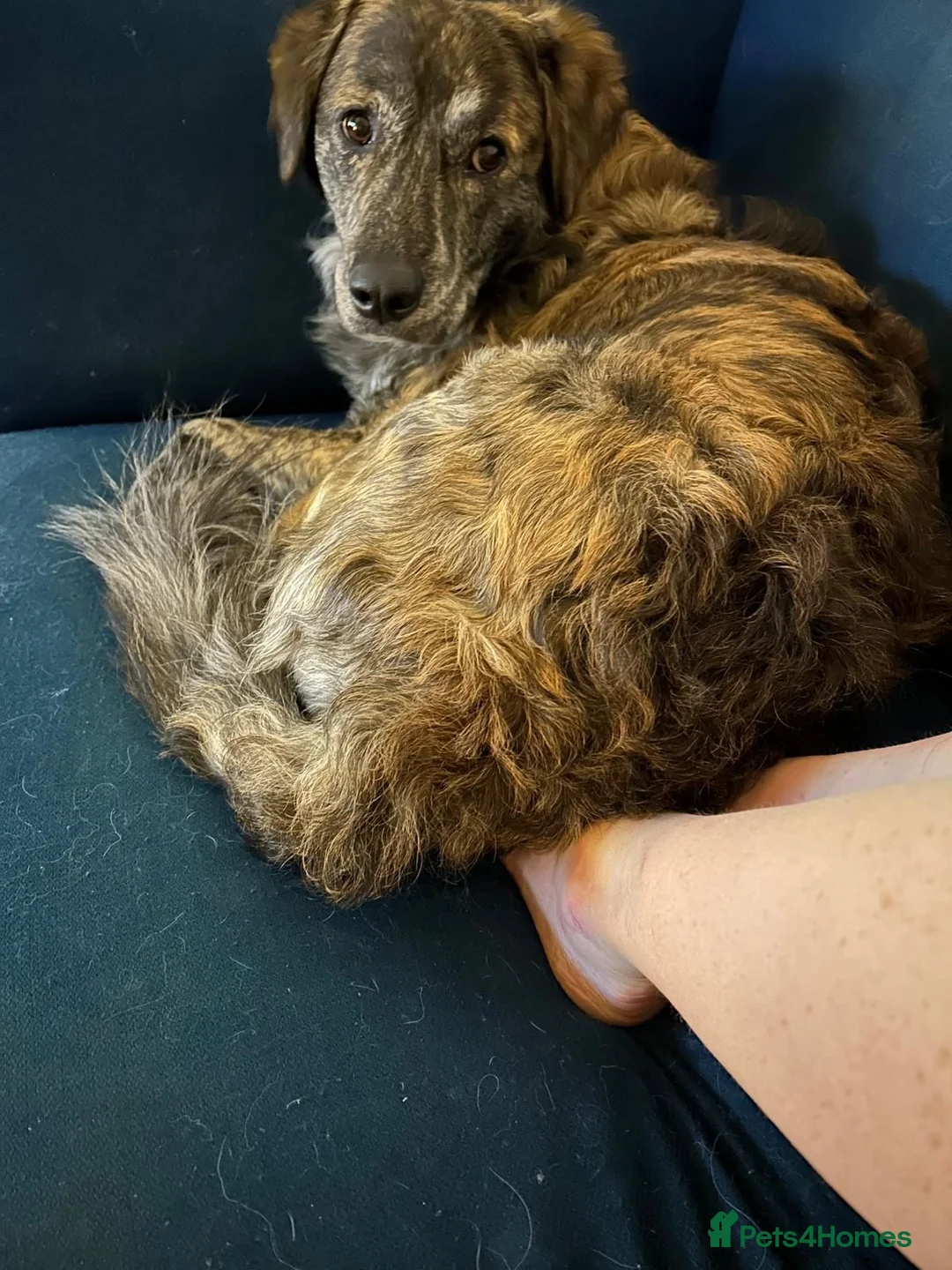 Mixed Breed dogs for adoption: Albie - Advert 9