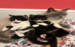 British Shorthair cats for sale: British shorthair X kittens - Image 6