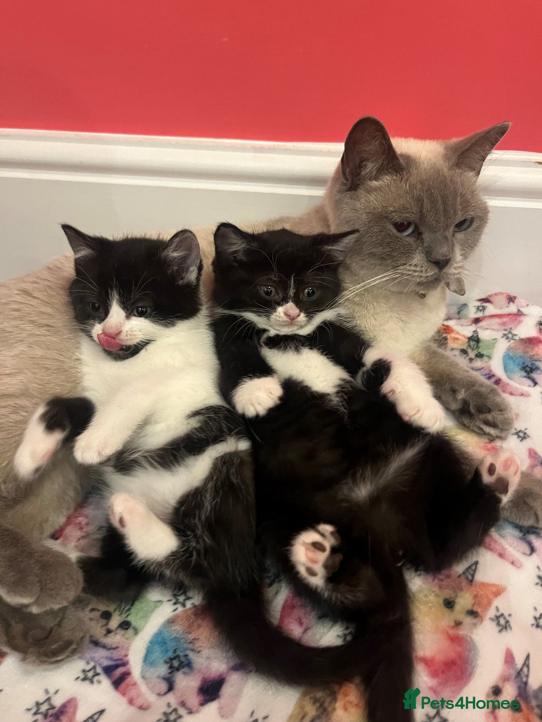 British Shorthair cats for sale: British shorthair X kittens - Image 6