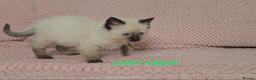 Ragdoll cats for sale: Ragdoll girl chocolate point & blue point - Advert 6