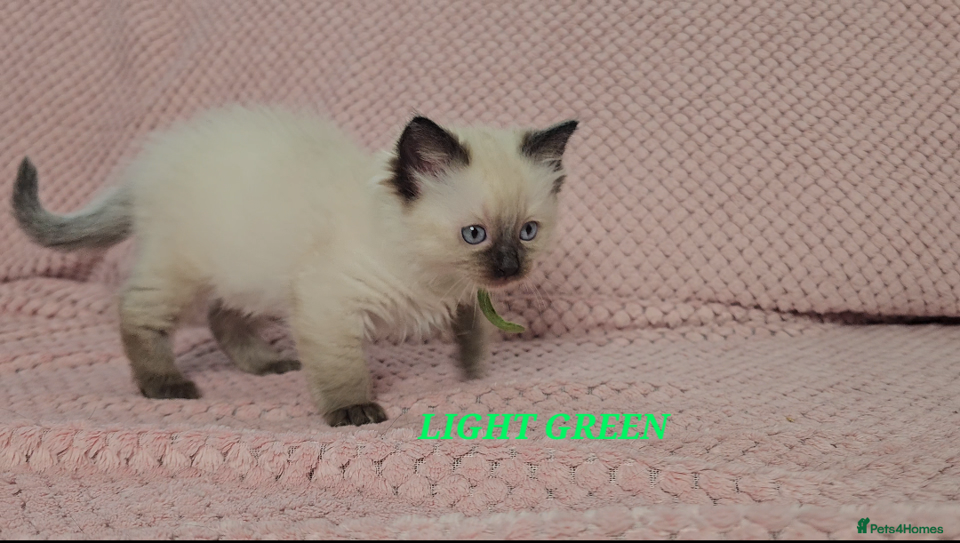 Ragdoll cats for sale: Ragdoll girl chocolate point & blue point - Advert 6