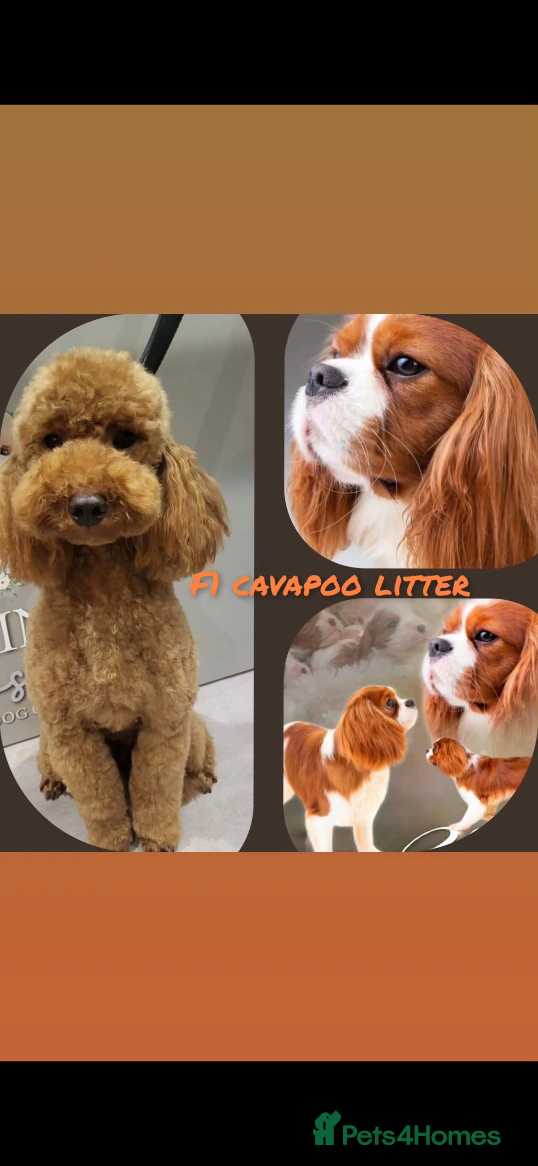 Cavapoo dogs F1 toy cavapoos  - Advert 1