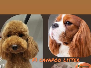Cavapoo dogs F1 toy cavapoos - Advert 1