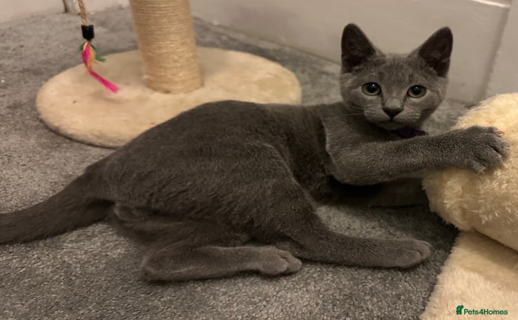 Russian Blue cats - Advert 2