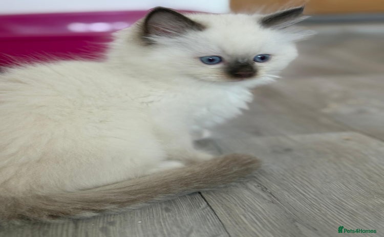 Ragdoll cats Fully Traceable Traditional Ragdoll Kittens - Advert 11