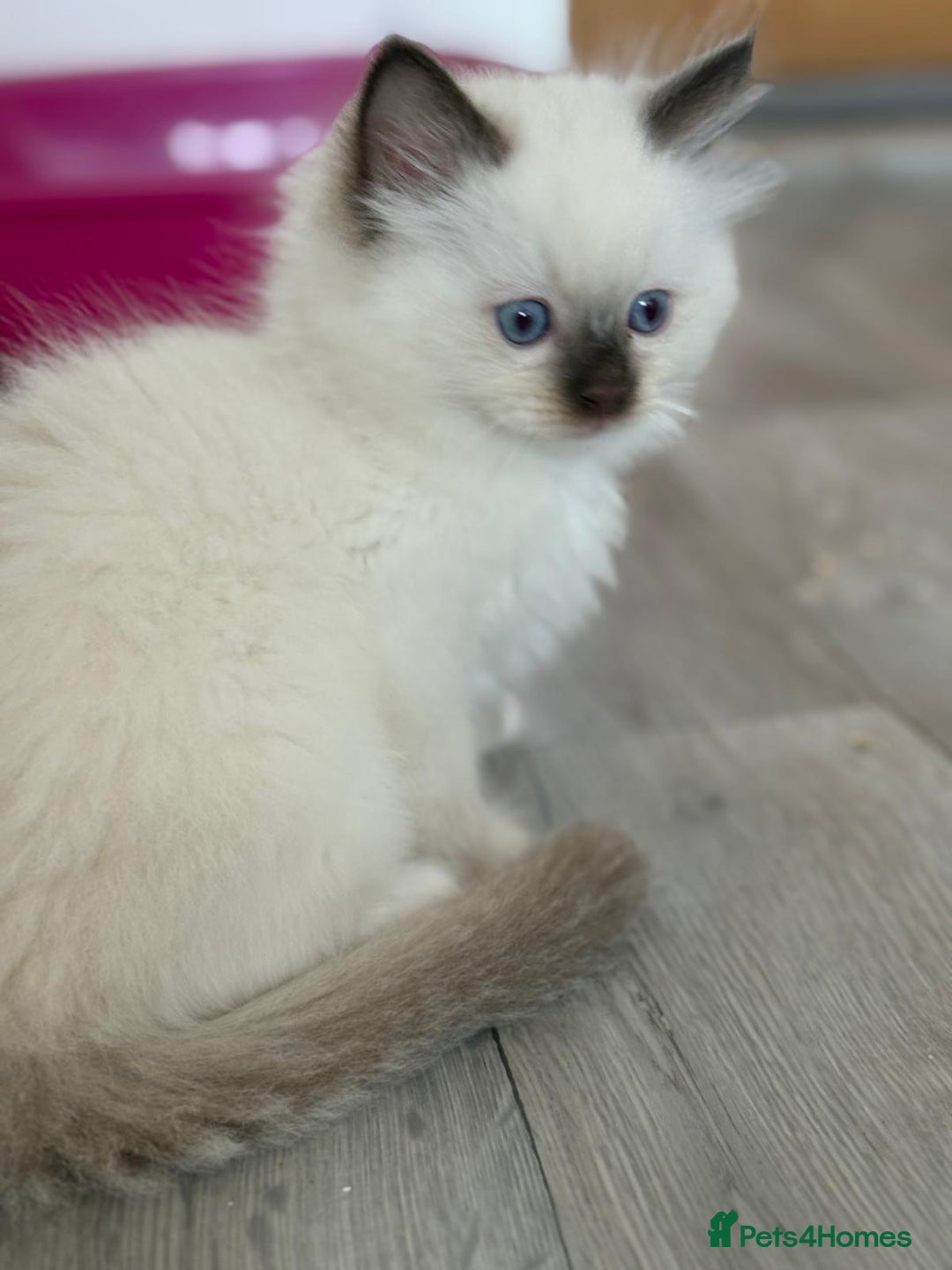 Ragdoll cats for sale: Fully Traceable Traditional Ragdoll Kittens - Advert 1