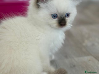 Ragdoll cats Fully Traceable Traditional Ragdoll Kittens - Advert 9