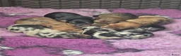 Miniature Dachshund dogs for sale: Gorgeous mini dachshund puppies in Morecambe - Advert 8