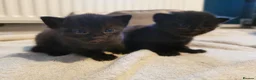 Mixed Breed cats for sale: 3 mixed breed kittens - Advert 6