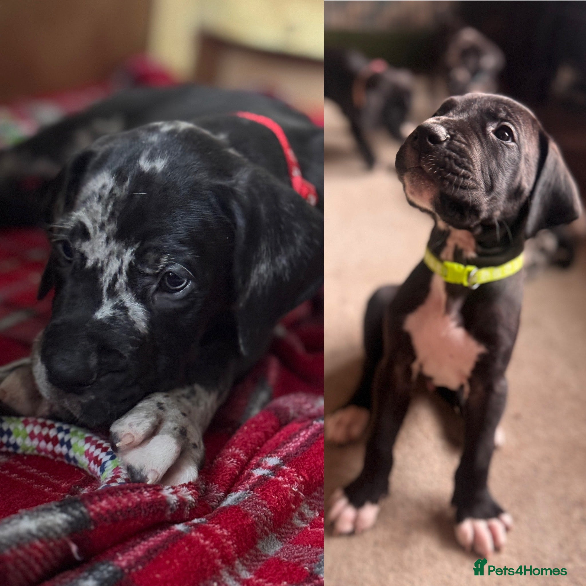 Great Dane dogs KC registered Great Dane pups - Advert 4
