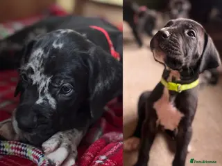 Great Dane dogs KC registered Great Dane pups - Advert 4