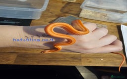 Corn Snake reptiles for sale: Beautiful corn snakes  - Image 38