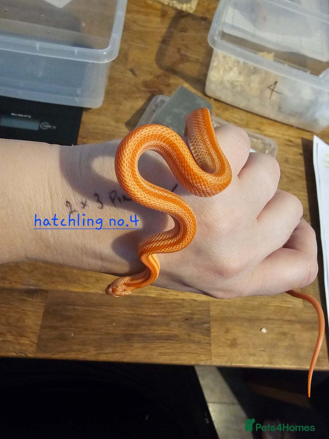 Corn Snake reptiles for sale: Beautiful corn snakes  - Image 38