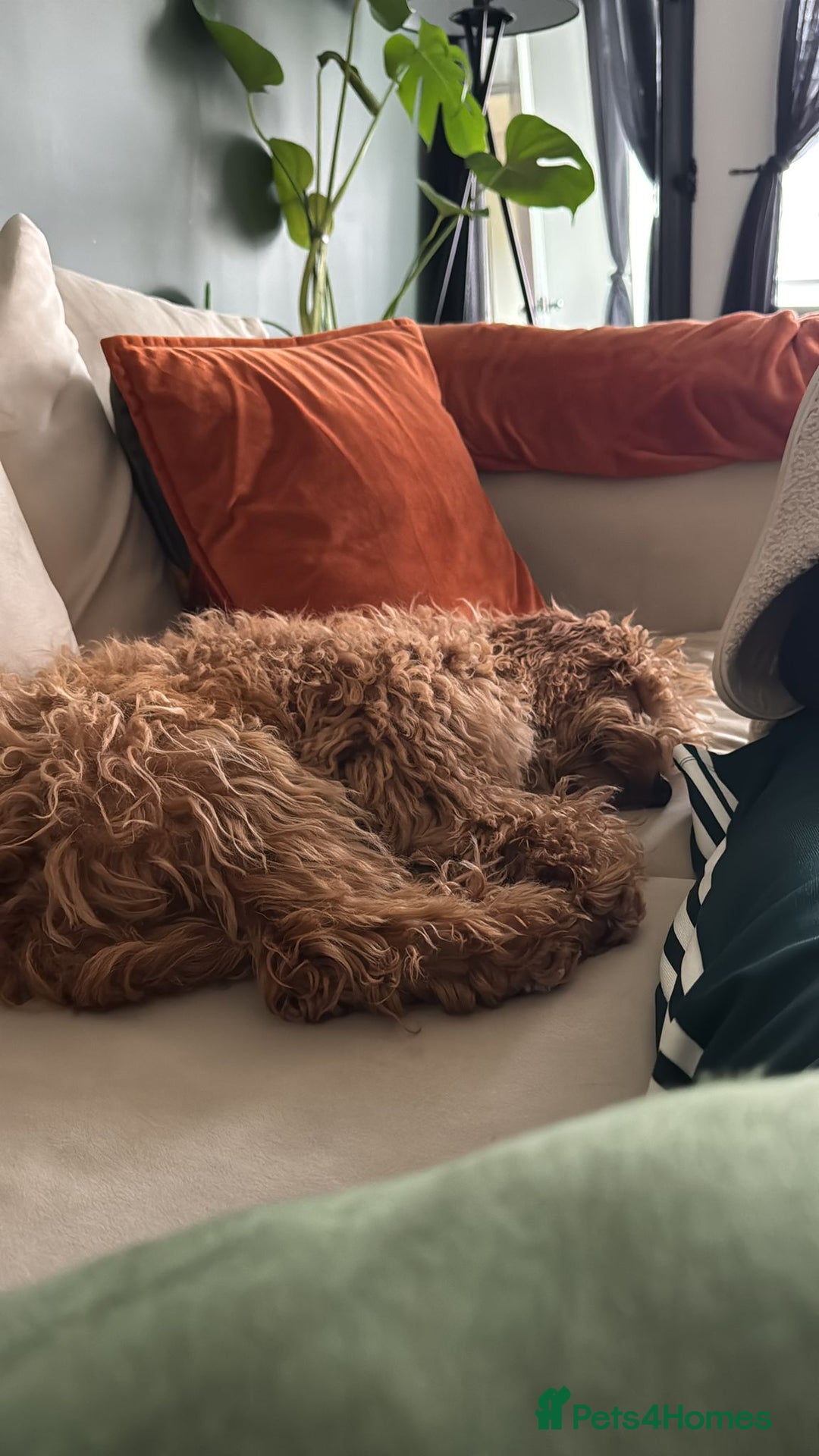 Cockapoo dogs for sale: 🐾 Beautiful F1 Tanned Cockapoo Puppy 🐾  - Advert 3