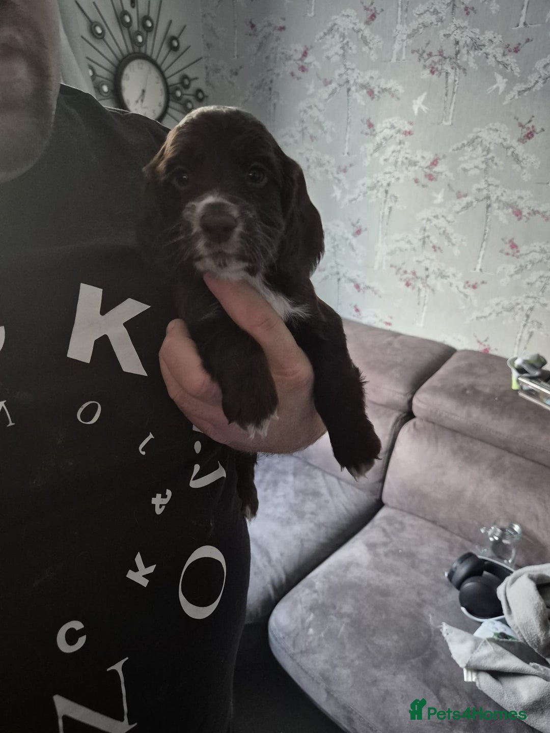 Cocker Spaniel dogs for sale: Cocker spaniel puppies - Image 7