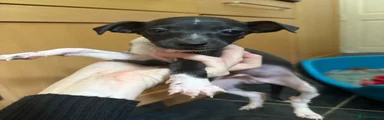 Italian Greyhound 1