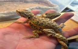 Bearded Dragon reptiles for sale: Bearded Dragons - stunning babies  - Image 17