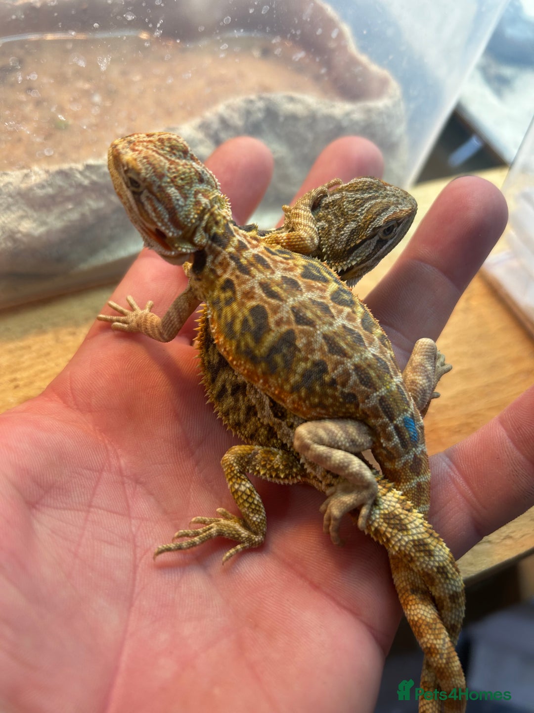 Bearded Dragon reptiles for sale: Bearded Dragons - stunning babies  - Image 17