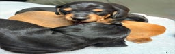 Dachshund dogs for sale: Beautiful Miniature Dachshund - Advert 17