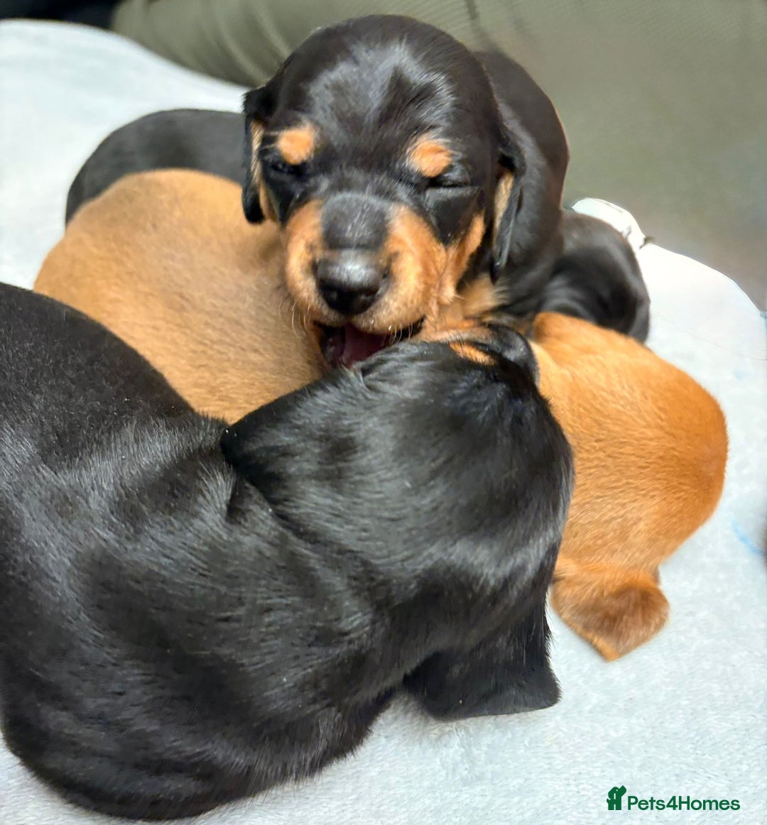 Dachshund dogs for sale: Beautiful Miniature Dachshund - Advert 17