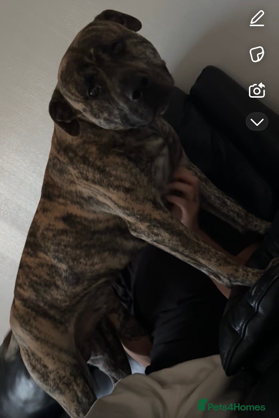 Mixed Breed dogs for sale: Bear the boy needs a loving home  - Image 1