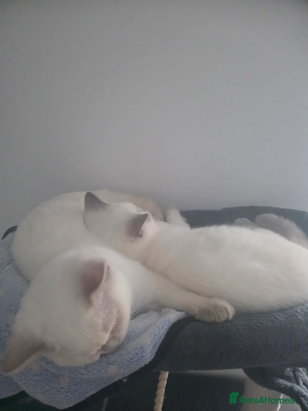 British Shorthair cats for sale: One british longhair for sale - Advert 2