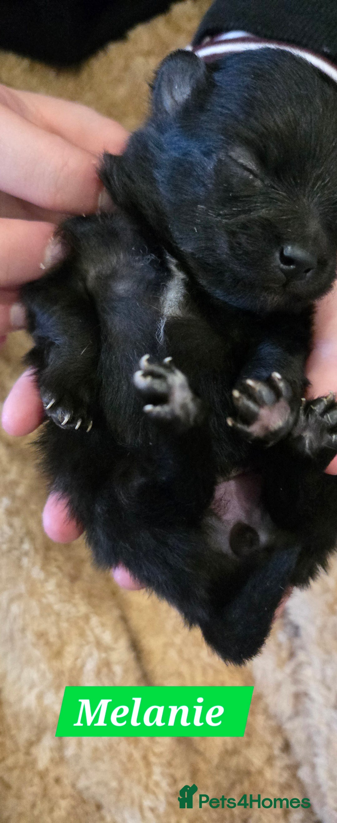 Pomeranian dogs for sale: Pretty Pomeranians  - Advert 23