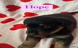 Rottweiler dogs for sale: 2 girls remaining  - Image 3
