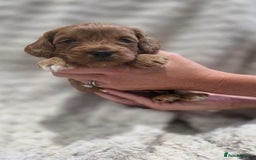 Cavapoo dogs for sale: 🌟 Rare Tiny Toy Cavapoo's F1B - Image 8