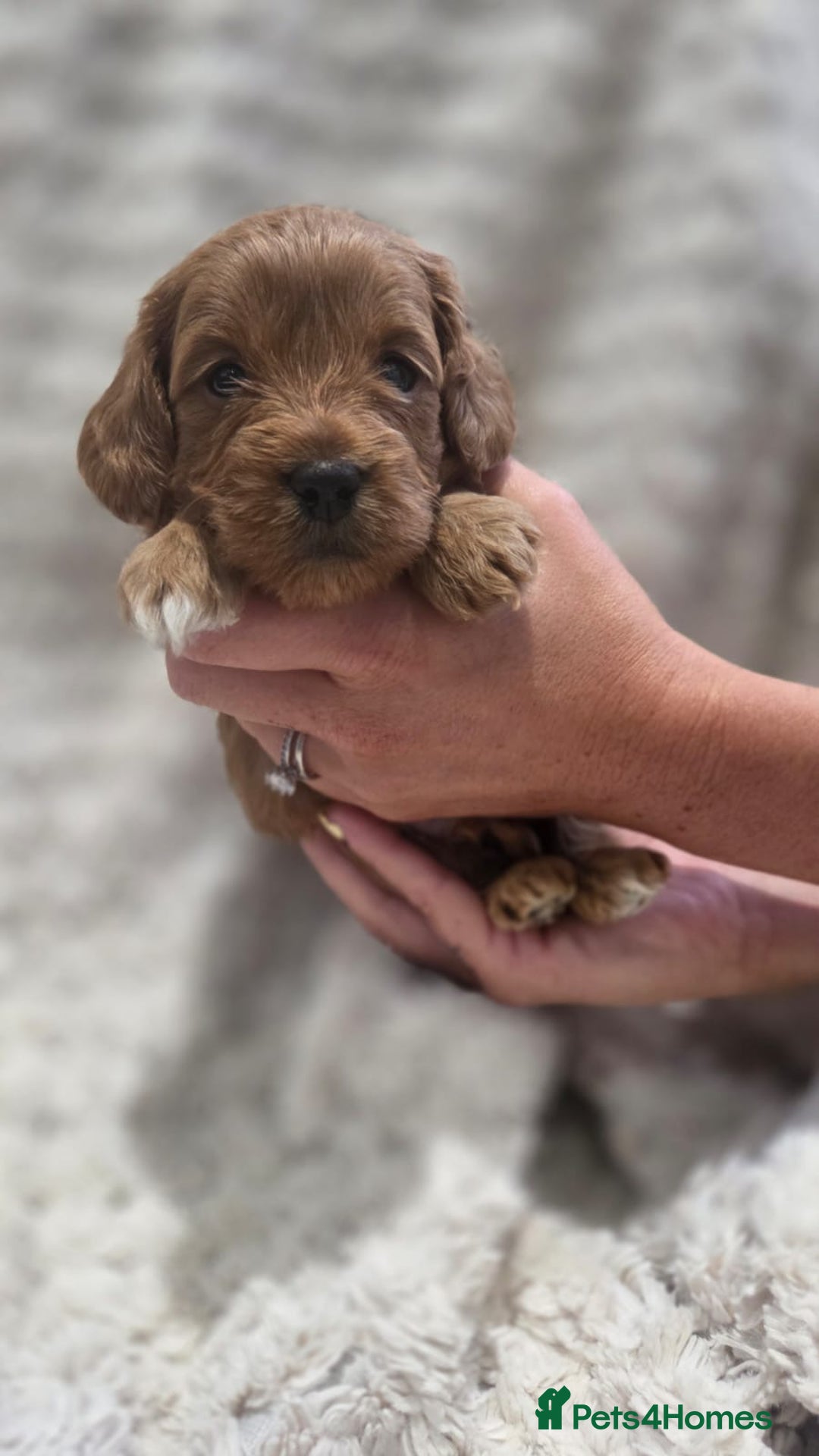 Cavapoo dogs for sale: 🌟 Rare Tiny Toy Cavapoo's F1B - Image 8