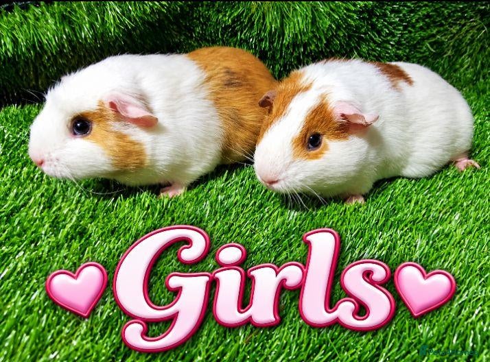 Guinea Pig rodents Girls and boys plus Abyssinian boys - Advert 1