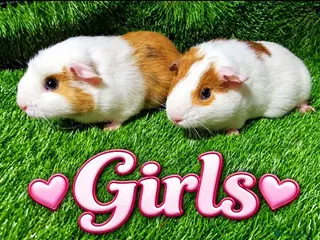 Guinea Pig rodents Girls and boys plus Abyssinian boys - Advert 1