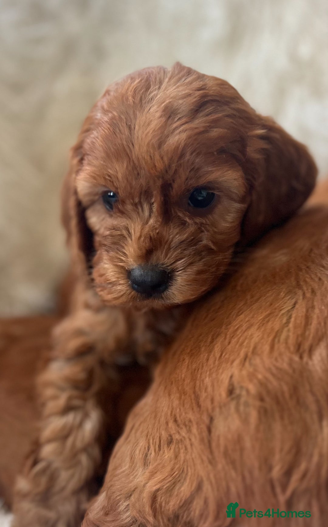 Cavapoo dogs for sale: CAVAPOO READY NEXT WEEK  - Image 7
