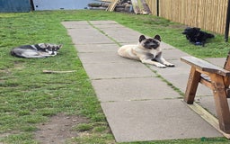 Akita dogs for stud: American akita proven stud  - Image 7