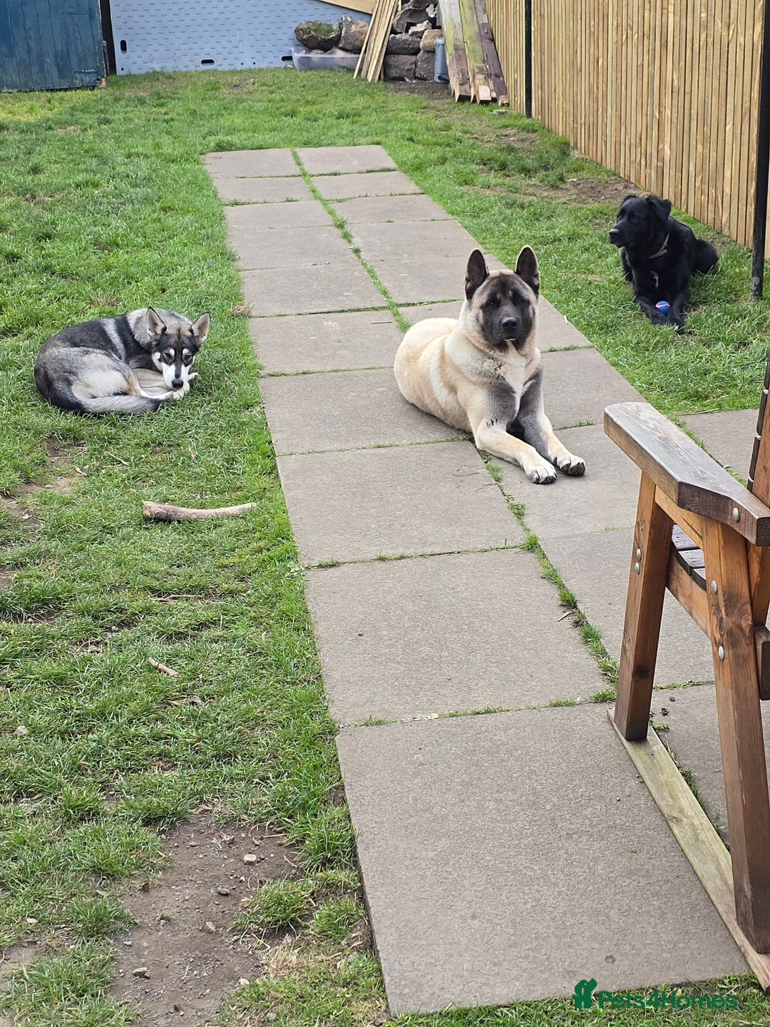 Akita dogs for stud: American akita proven stud  - Image 7