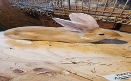 Continental Giant rabbits for sale: Continental Giants Merle - Image 7