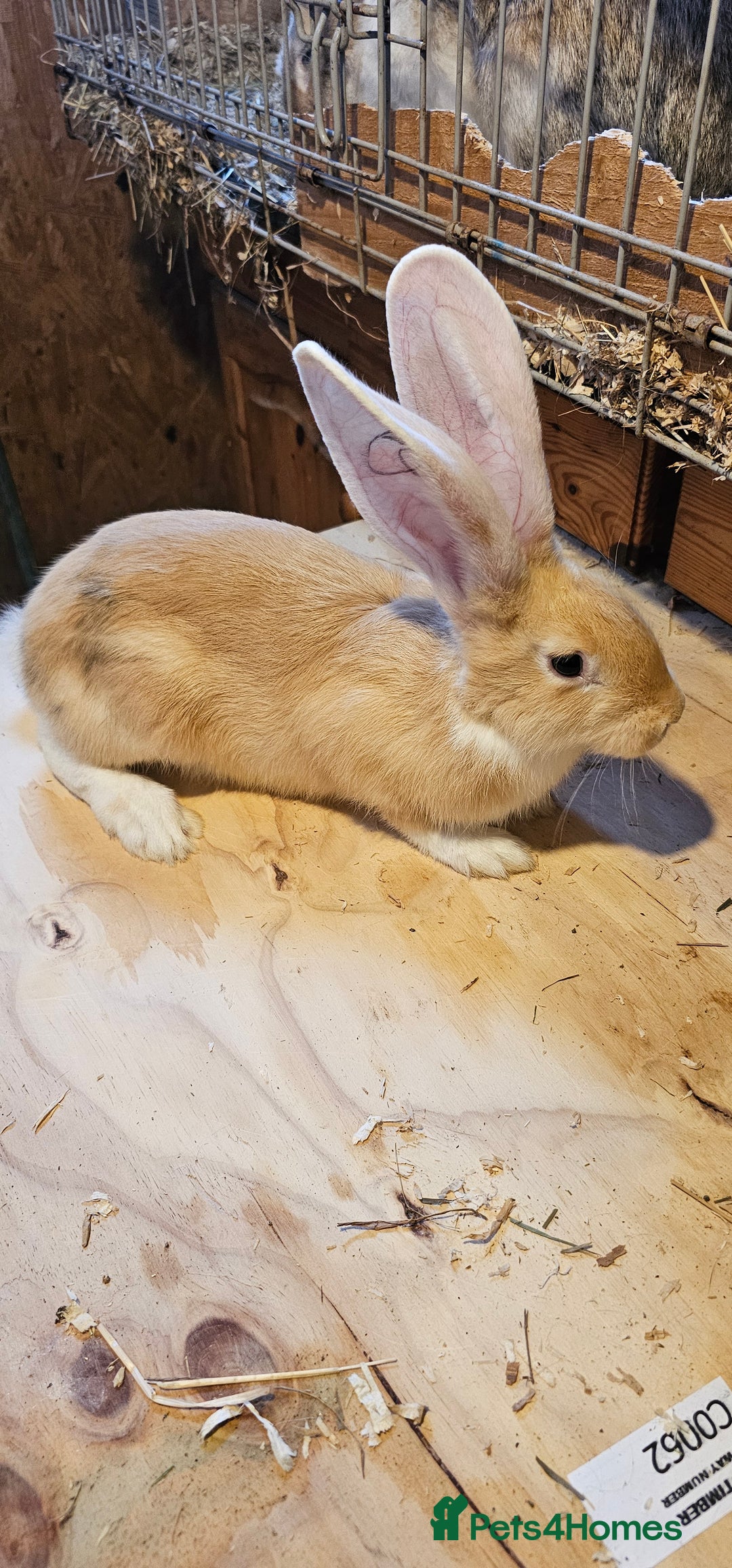 Continental Giant rabbits for sale: Continental Giants Merle - Image 7