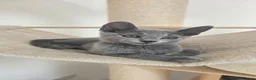 Russian Blue cats for sale: 💥PRICE REDUCED – Russian Blue, TICA - Advert 3